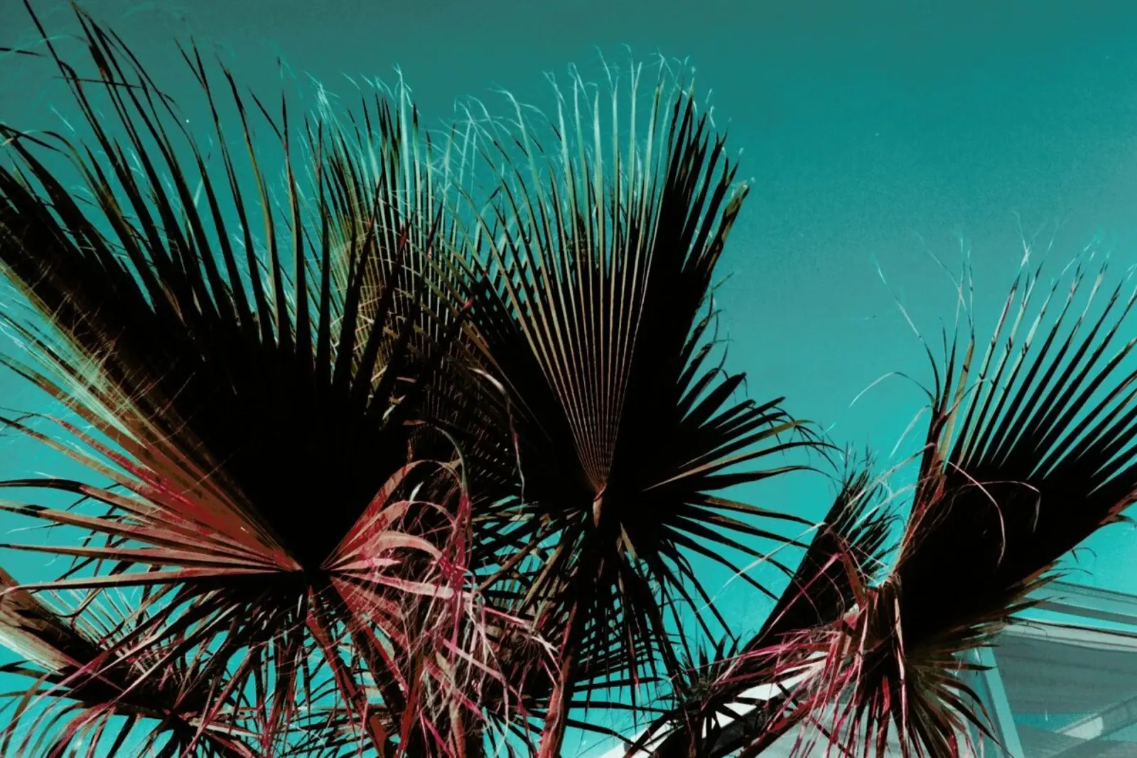 Palms IV pellicola backlit da Sebastian Hilgetag