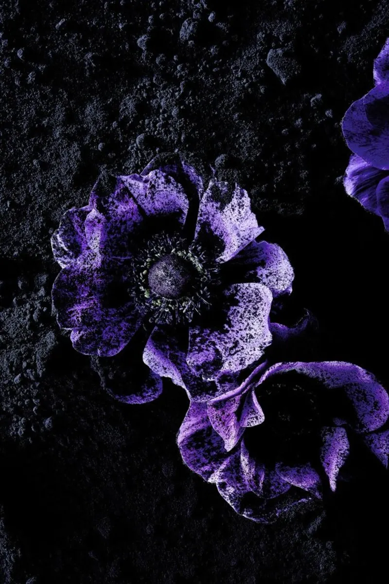 Flowers Three pellicola backlit da neon* fotografie