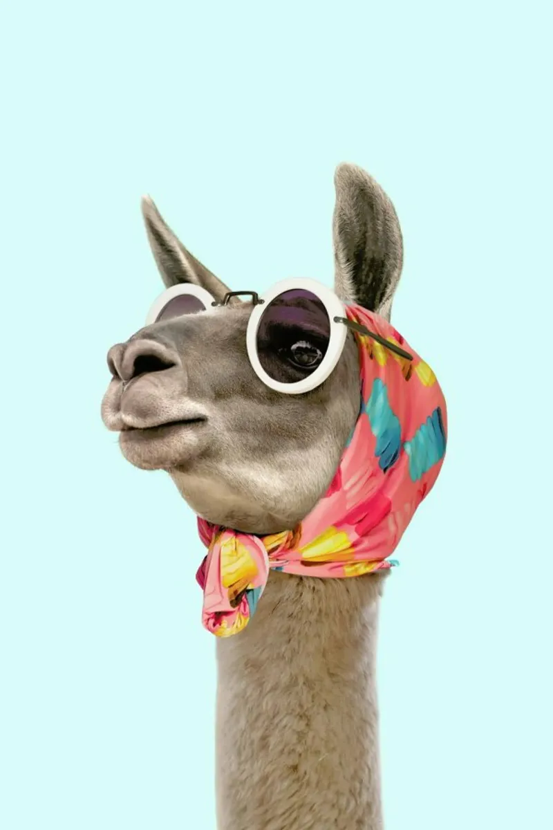 Fashion Llama forex plate by Paul Fuentes Design