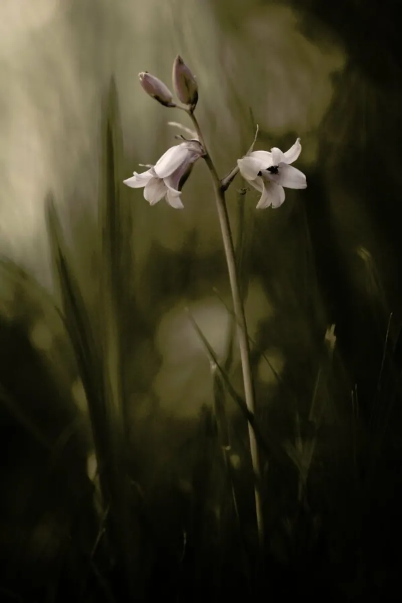 A Small Flower on the Ground - Allan Wallberg poster con telaio in plastica da Pictufy