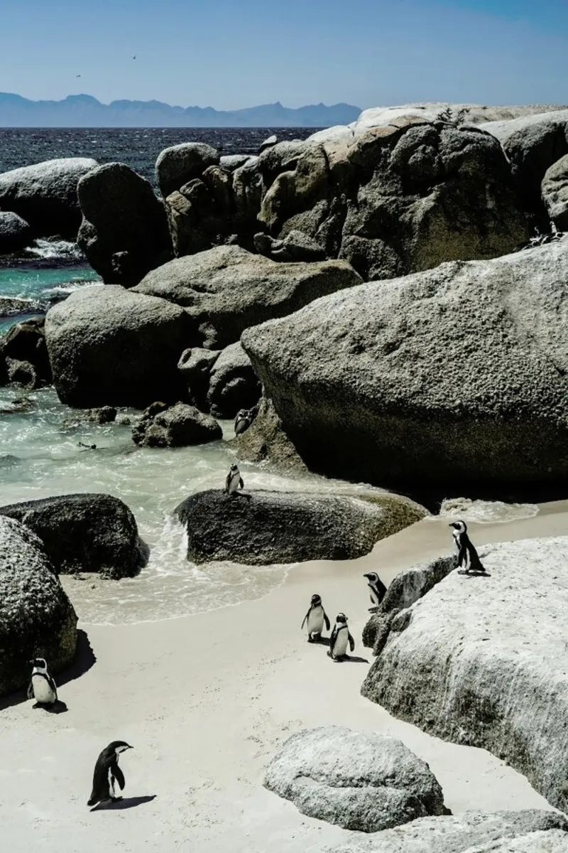 Boulders Beach metacrilato de Shot By Clint
