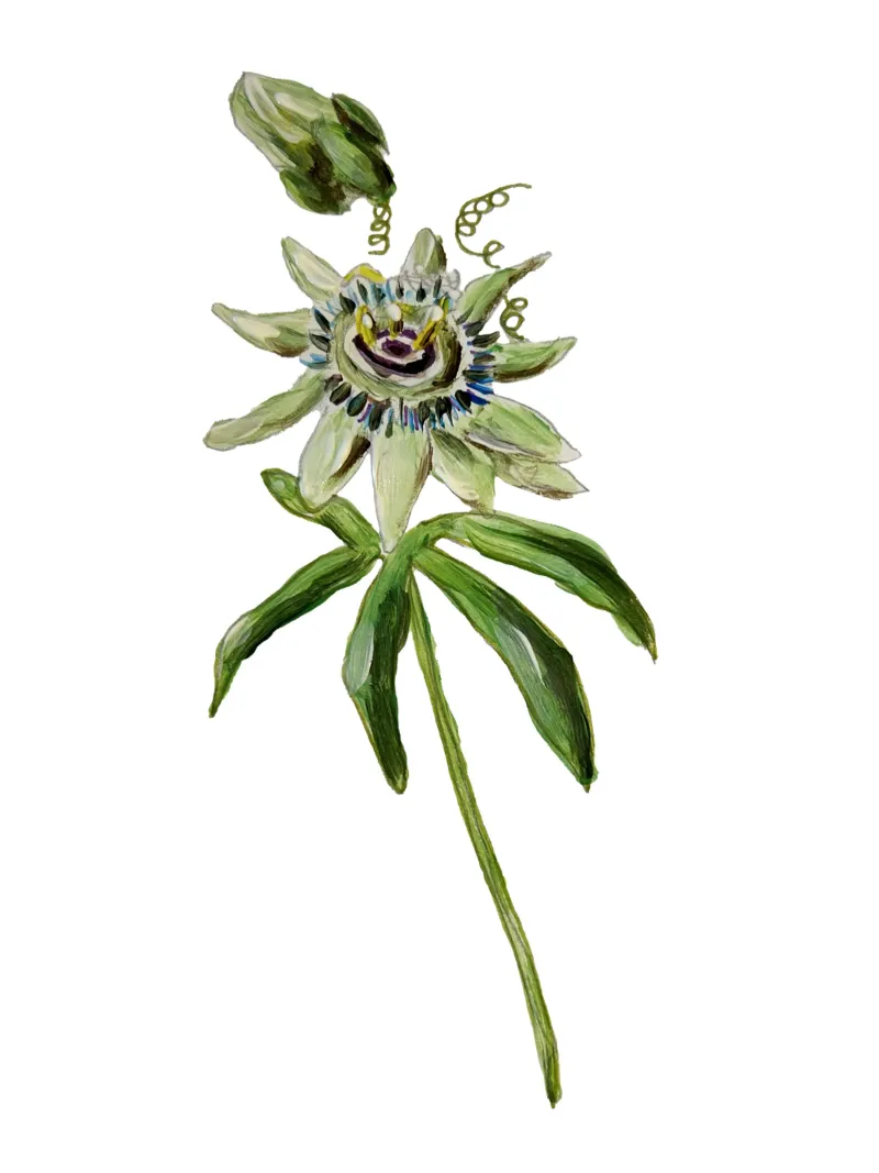 Passion flower poster con telaio in alluminio da Femke Zwaan