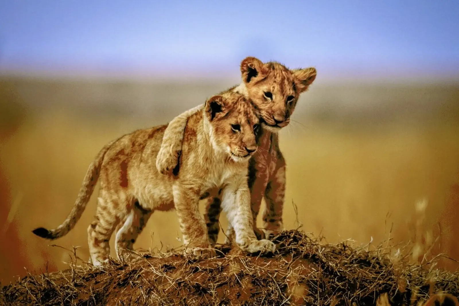Brothers for Life - Jeffrey C. Sink plexiglass da Pictufy