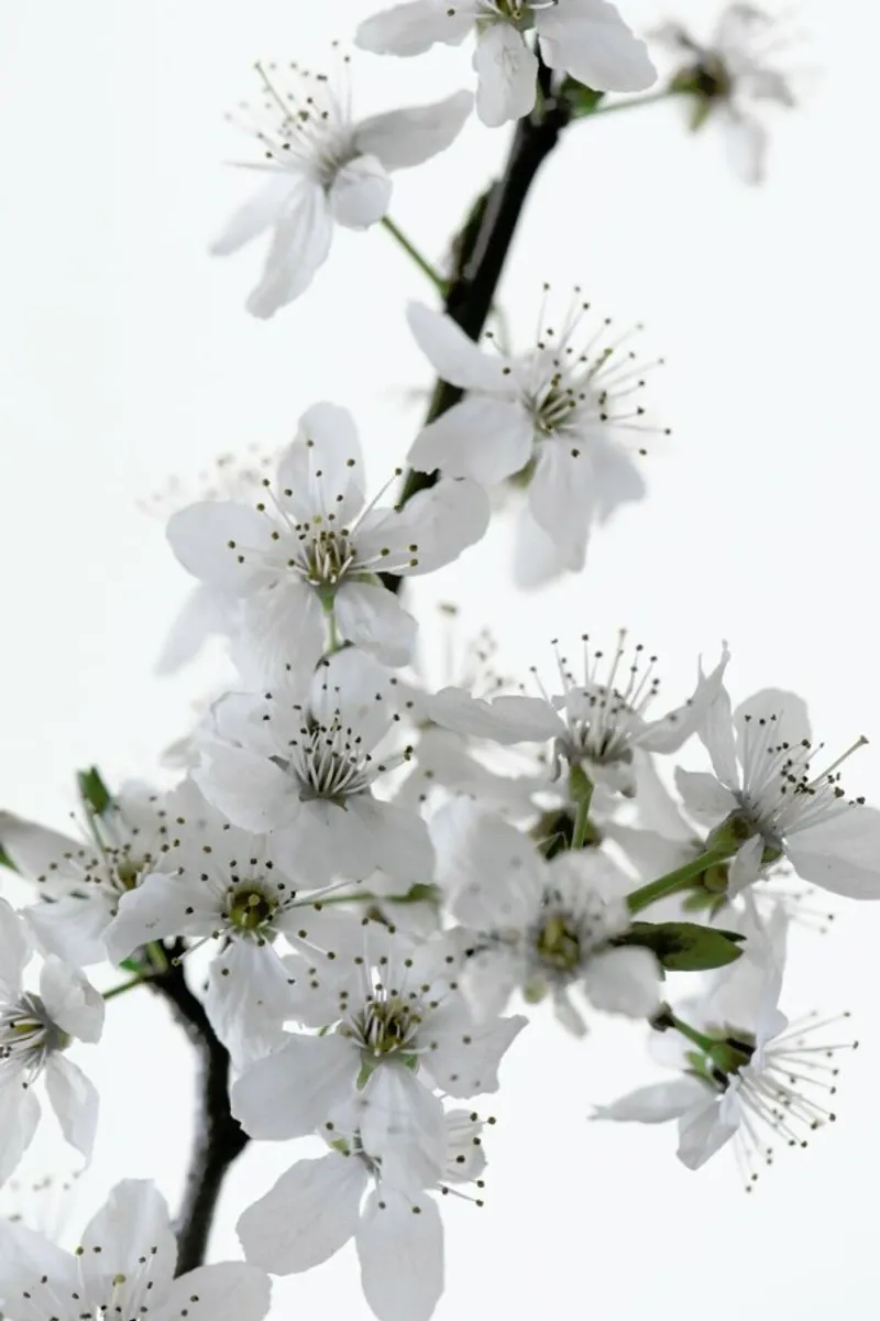 Cherry Flowers hahnemühle by Studio Nahili