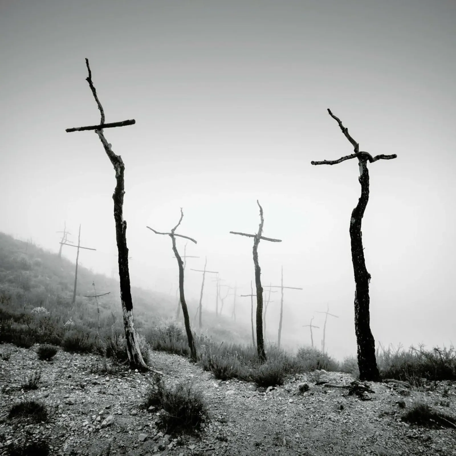 Forest of Crosses 2 plexiglass da Håggard Photography | Ronny Behnert