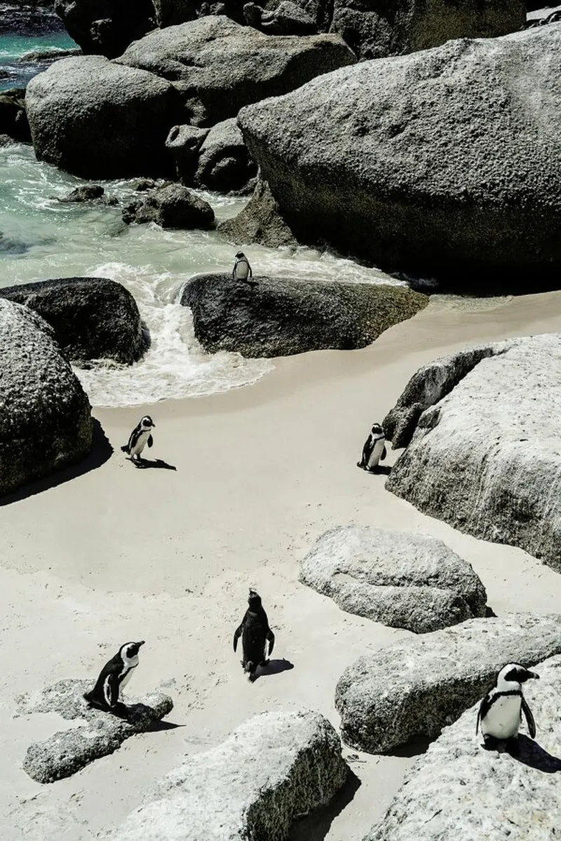 Penguins Beach pellicola backlit da Shot By Clint