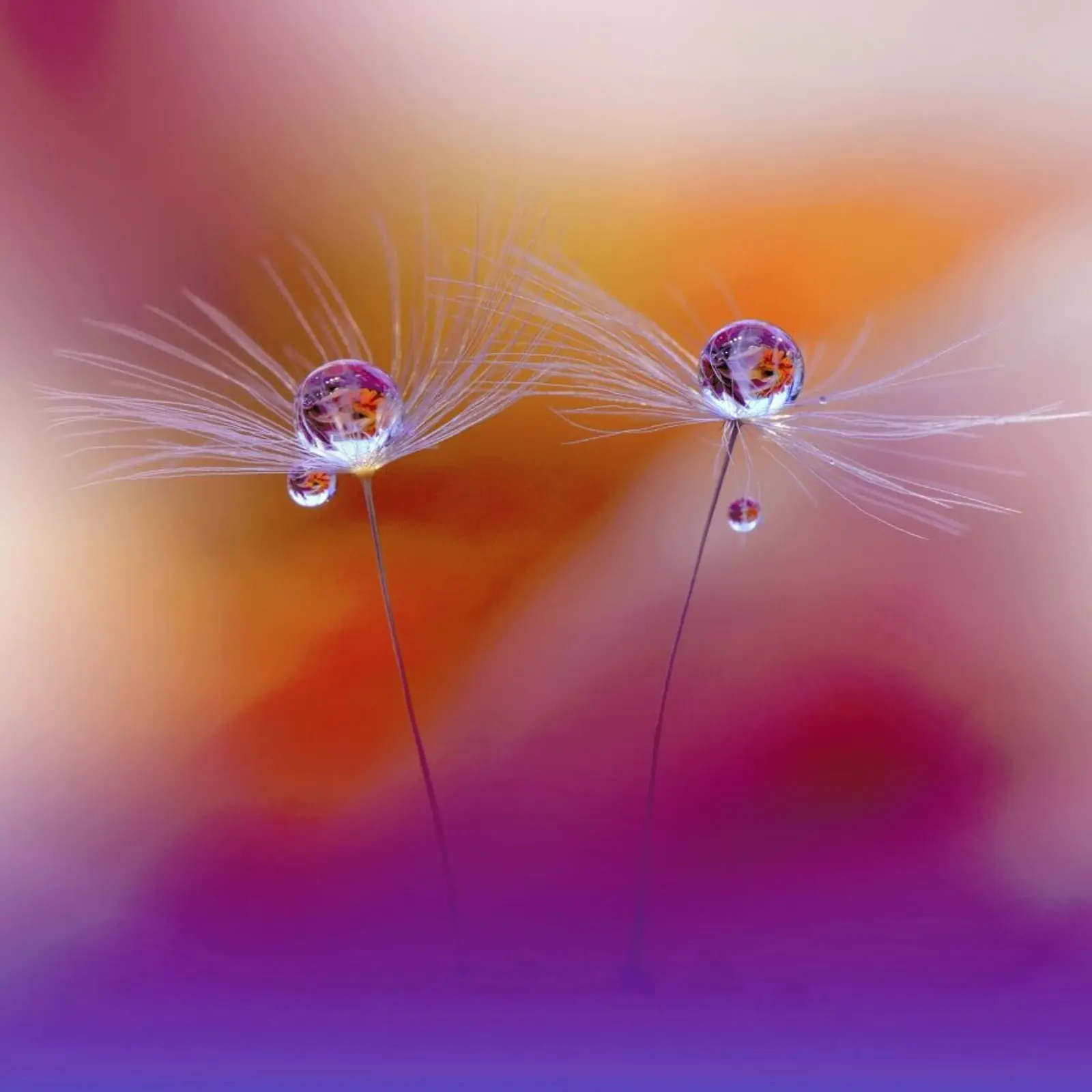 Two Worlds - Juliana Nan carta hahnemühle da Pictufy