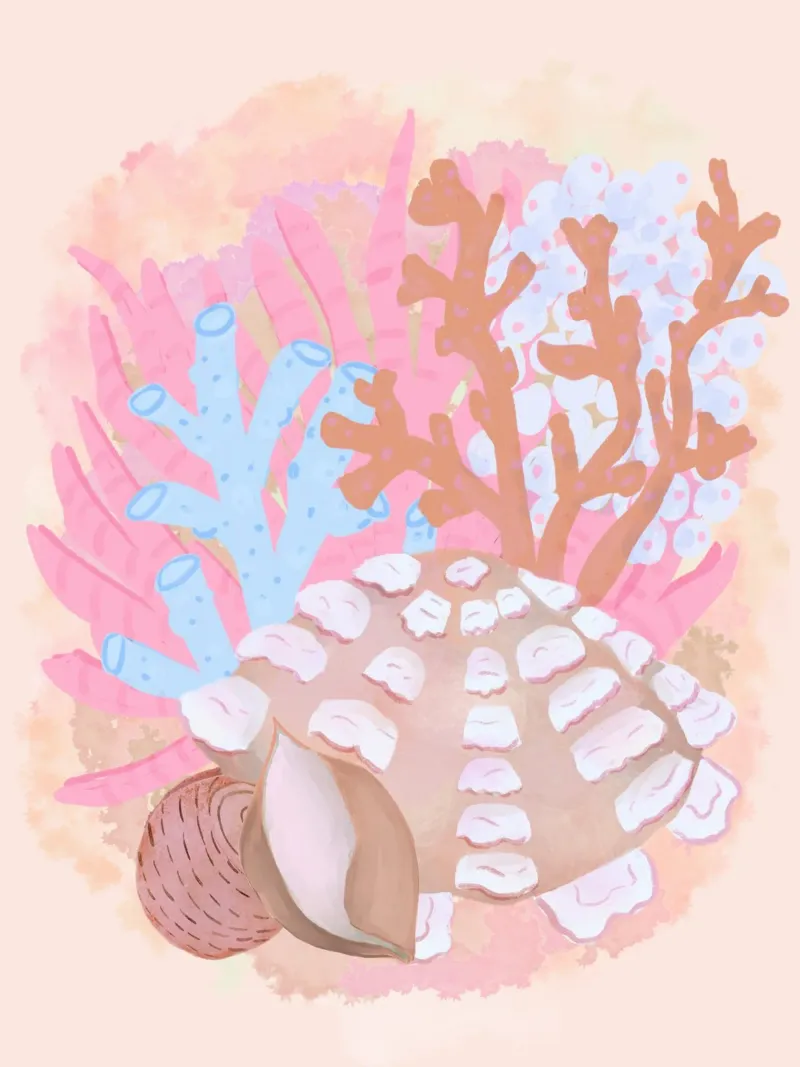 Conchiglie rosa poster con telaio in alluminio da Pictufy Sun & Spirit