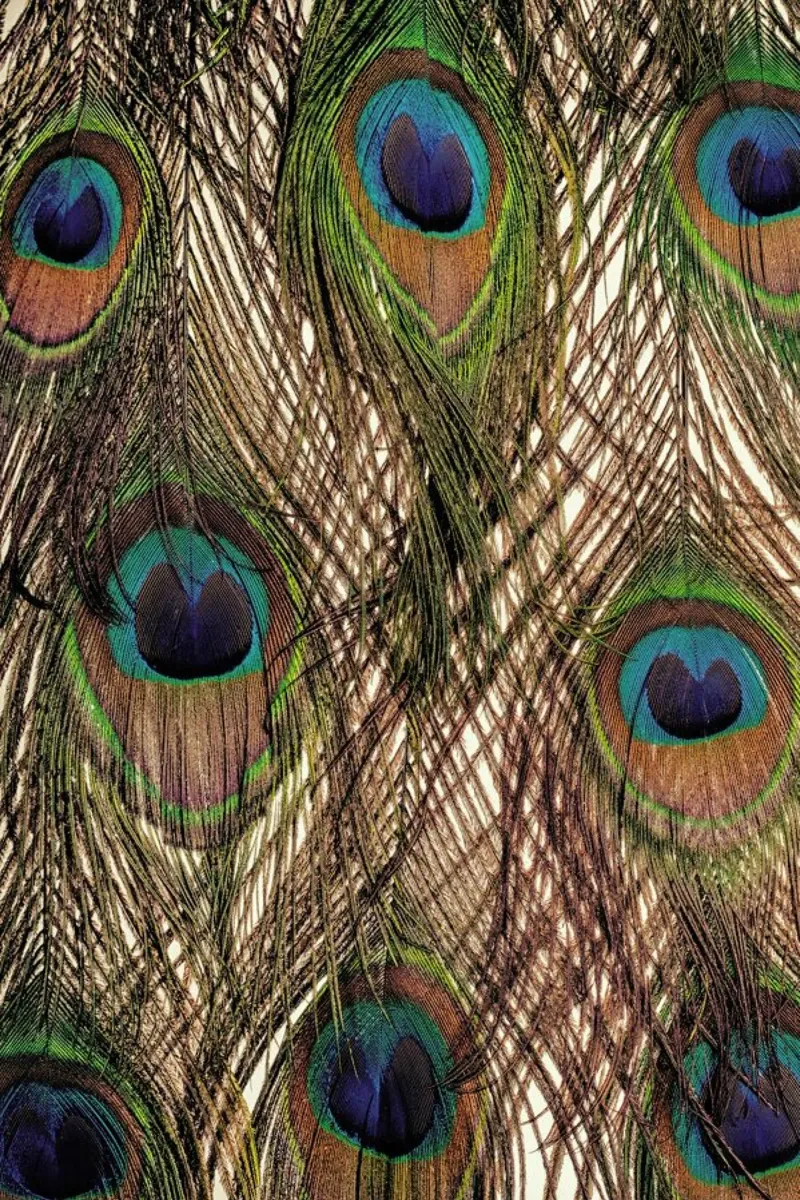 Peacock pellicola backlit da Curious Collections by Marielle Leenders