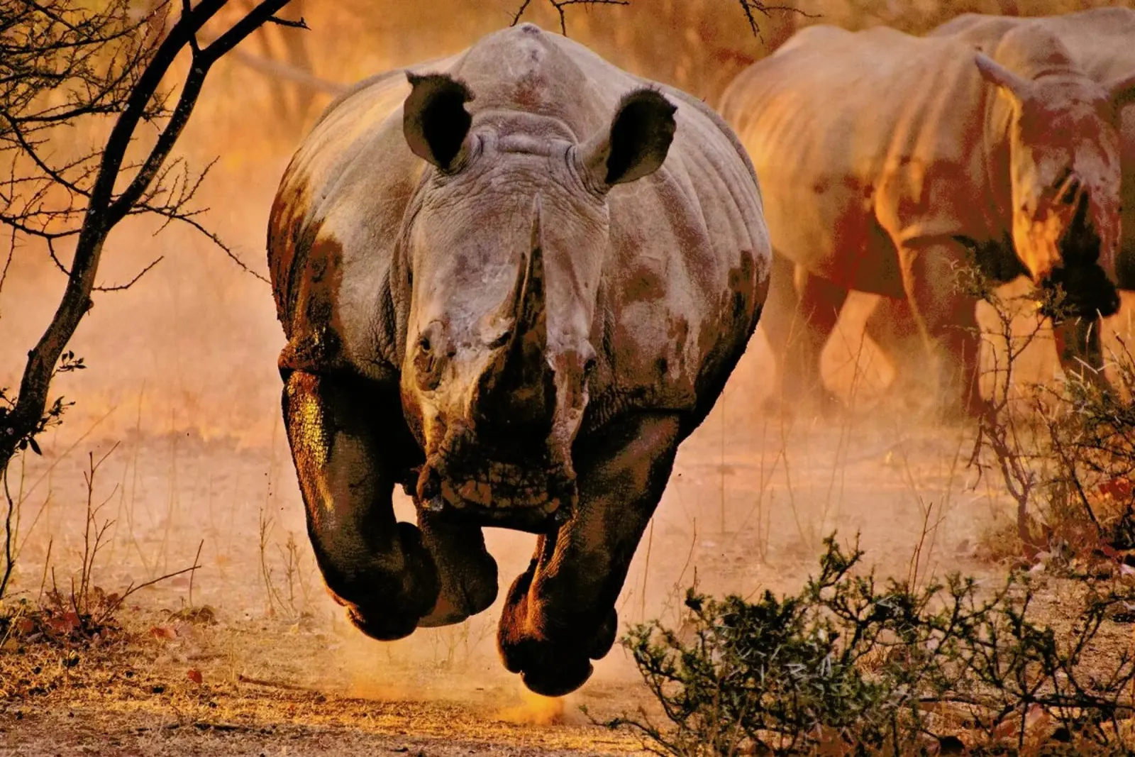 Rhino Learning to Fly - Justus Vermaak carta hahnemühle da Pictufy
