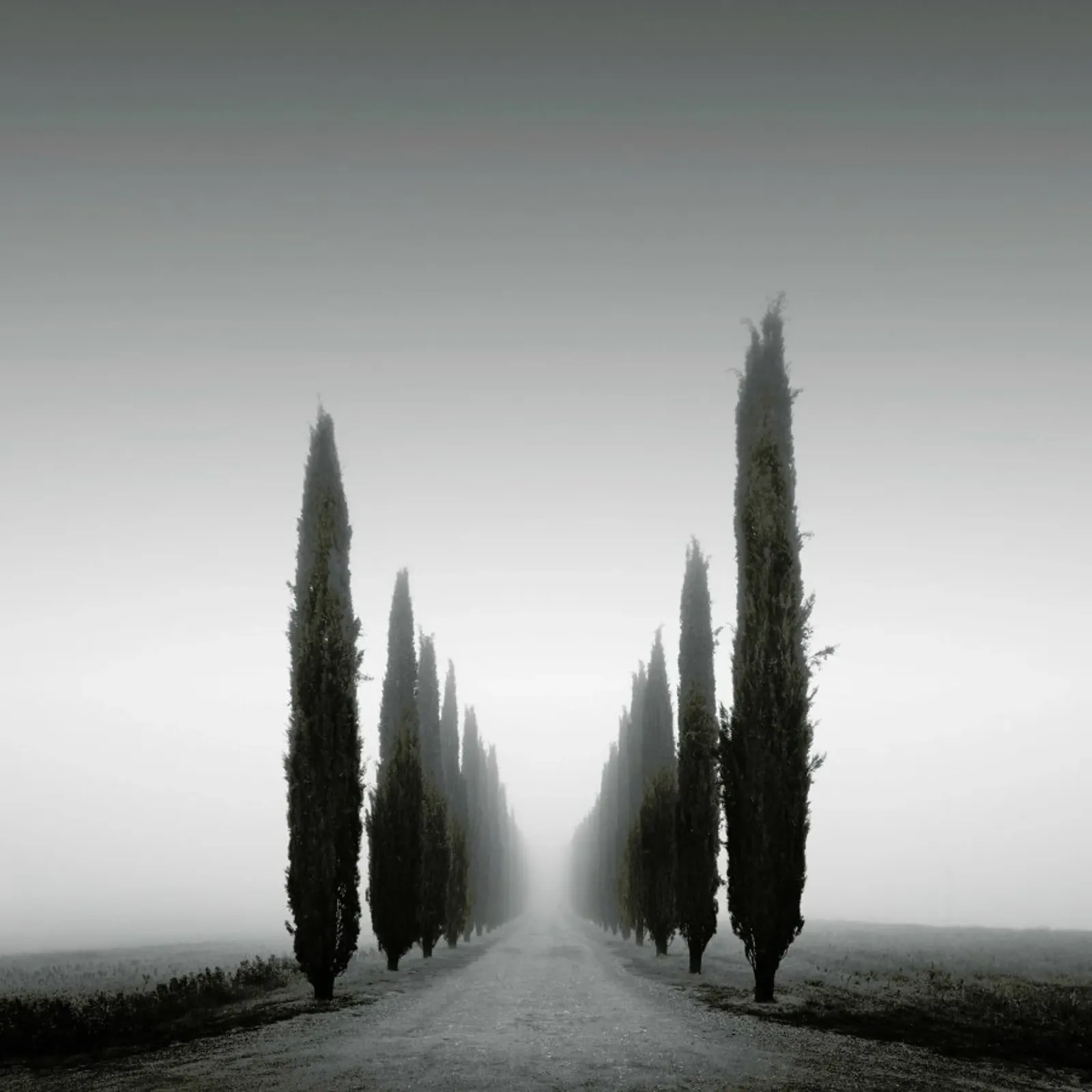 II Viale Poggio Covii pellicola backlit da Michael J. Reibert