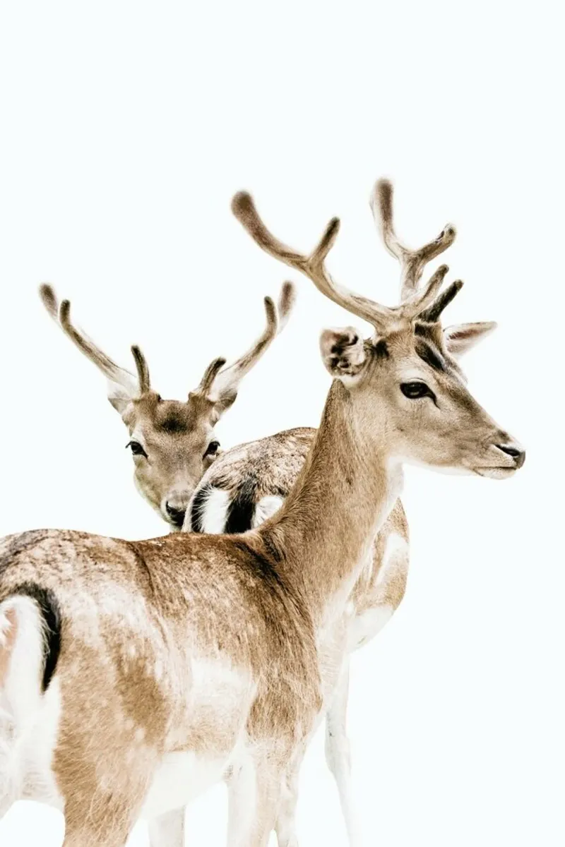 Deers II pellicola backlit da Victoria Frost
