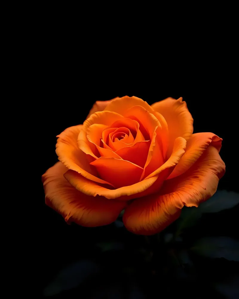 Rosa_arancio_02 pellicola backlit da Farb- und Blütenzauber by LK
