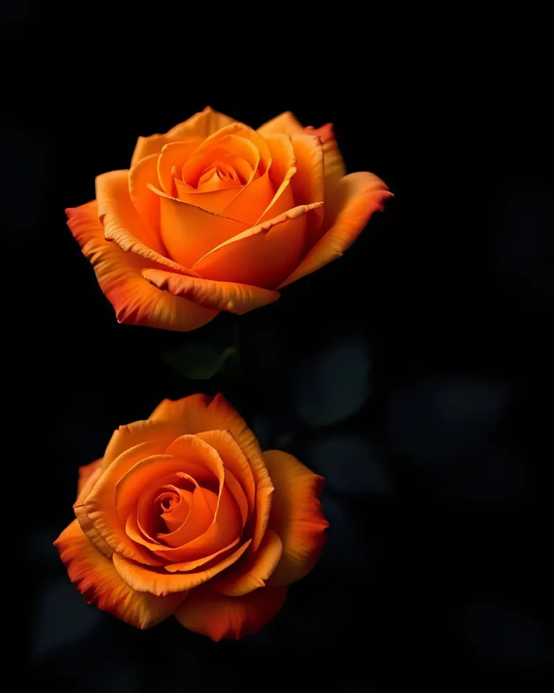 Rosa_arancio_04 pellicola backlit da Farb- und Blütenzauber by LK