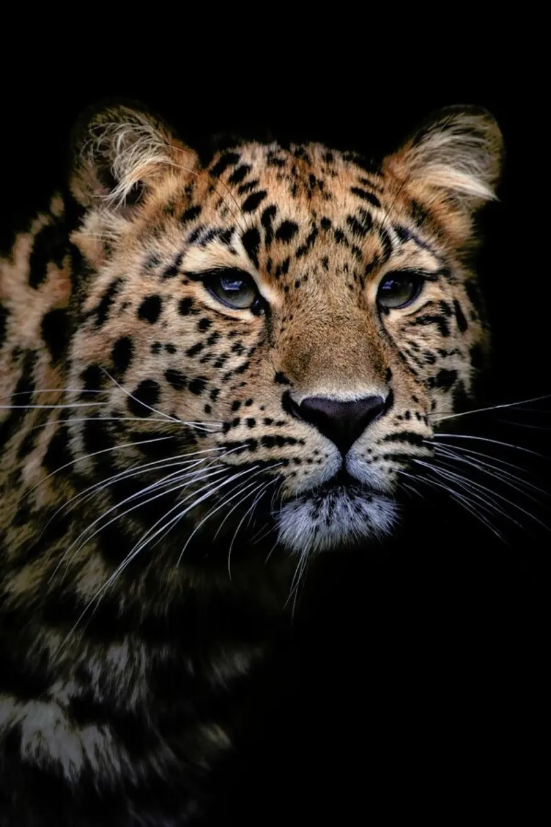 Waiting to Pounce pellicola backlit da Natural Kingdom