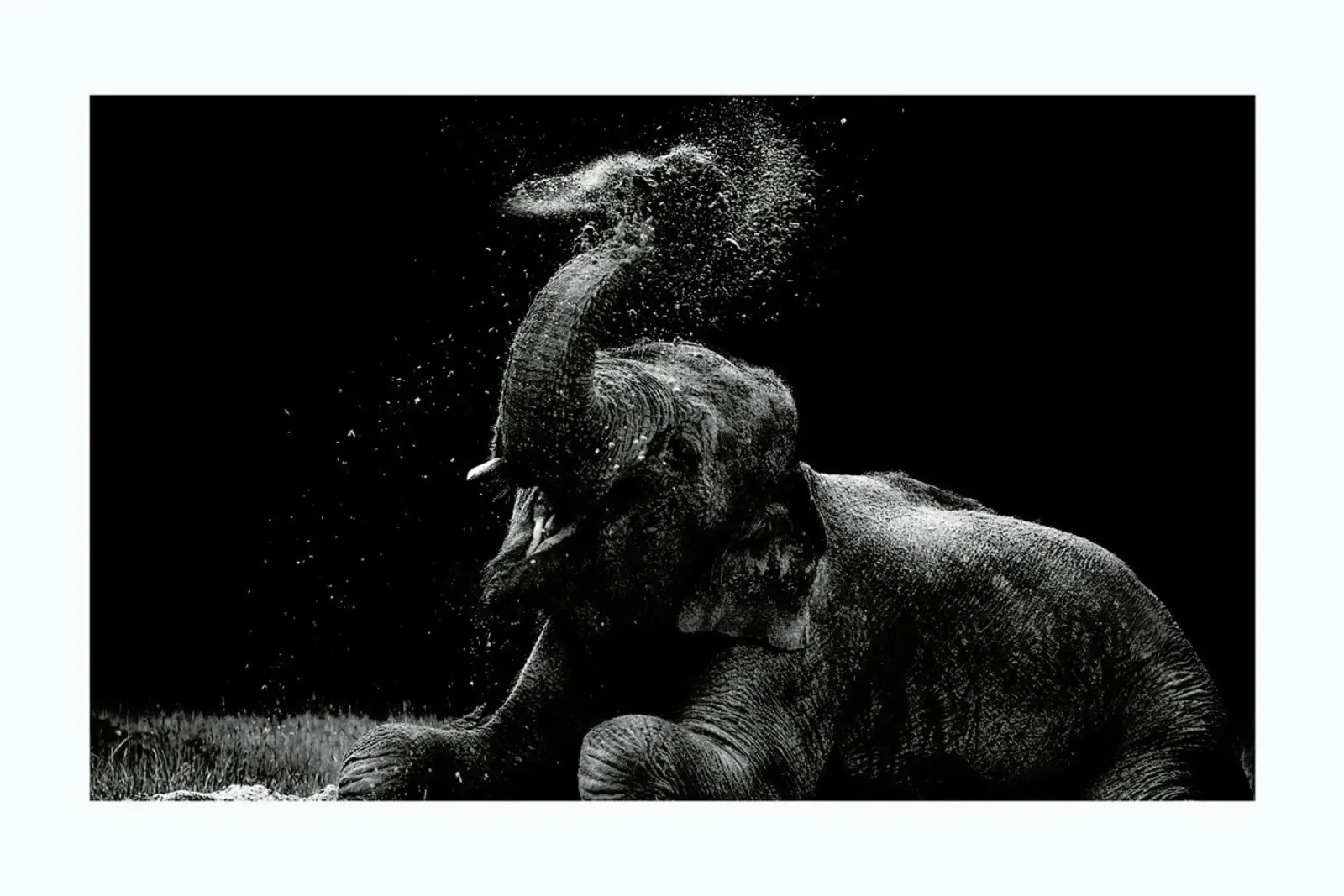 Frolicking Elephant Hahnemühle von Natural Kingdom