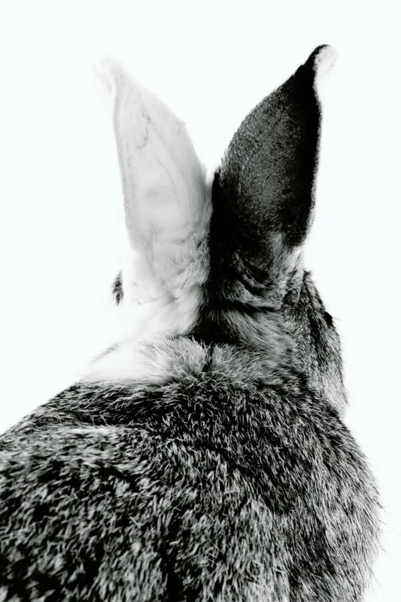 Bunny Ears Black & White pellicola backlit da Natural Kingdom
