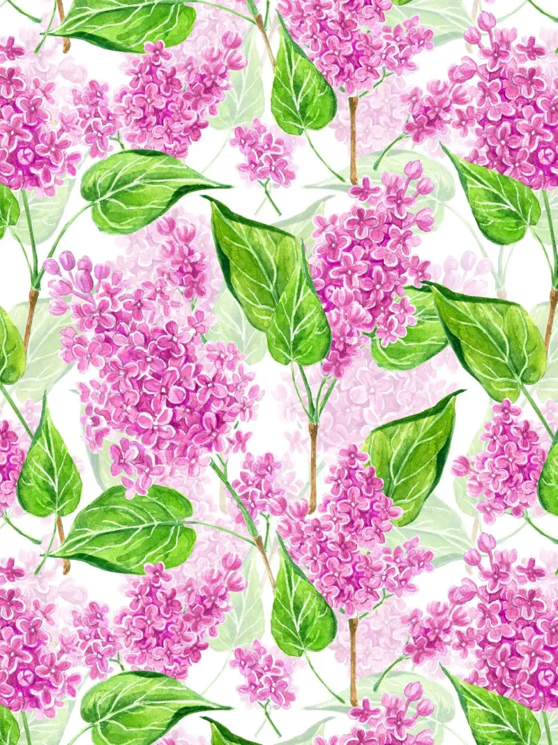 Violette fliederfarbene Blumen auf weißem Hintergrund Poster von Painted Nature