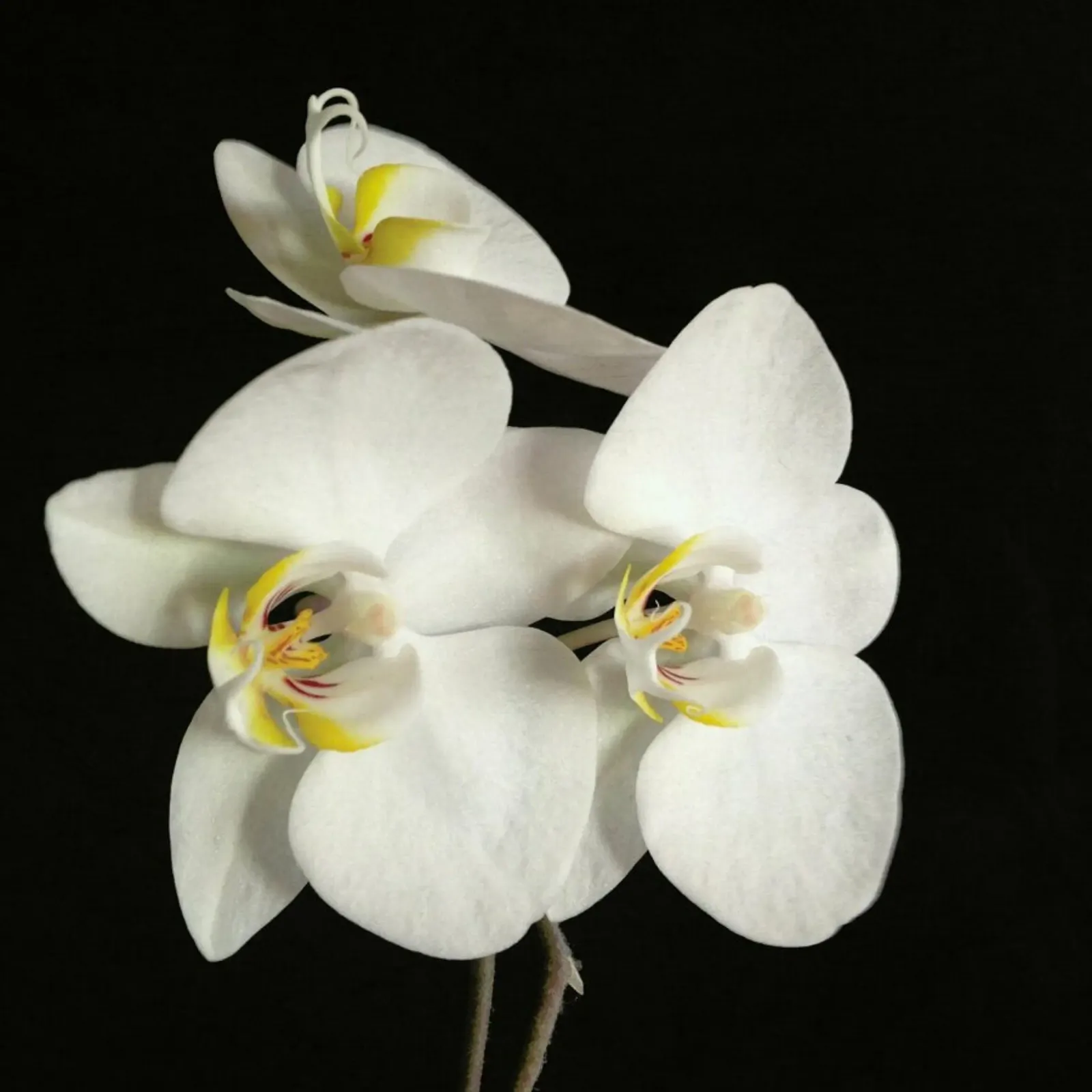 Orchidea bianca e nera II pellicola backlit da Cassia Beck Photography