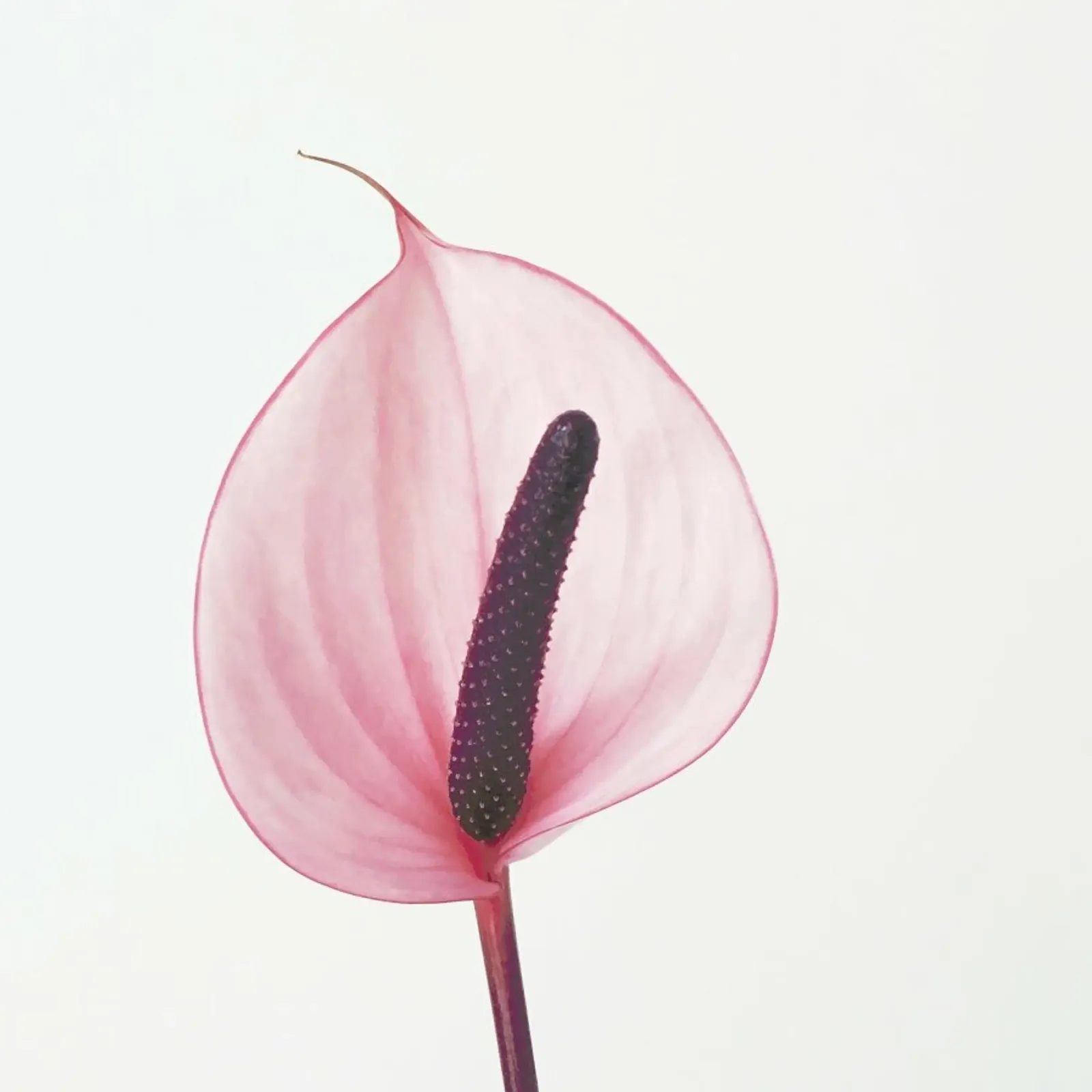 Pink Calla Lily pellicola backlit da Cassia Beck Photography
