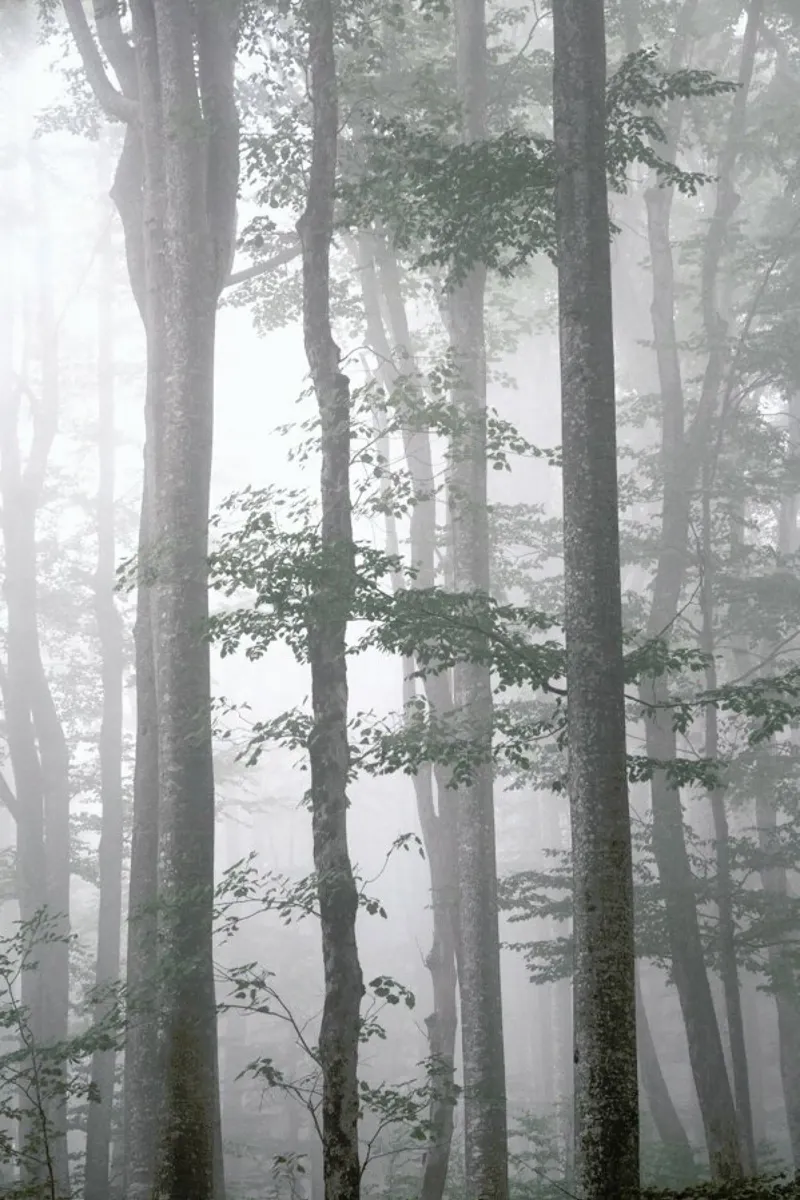Foggy Autumn Forest pellicola backlit da Studio Nahili