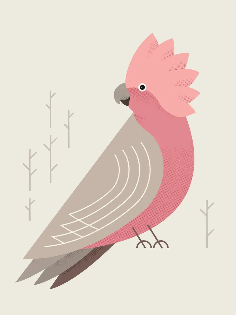 Galah, uccello dell'Australia poster con telaio in alluminio da The Printed Sparrow