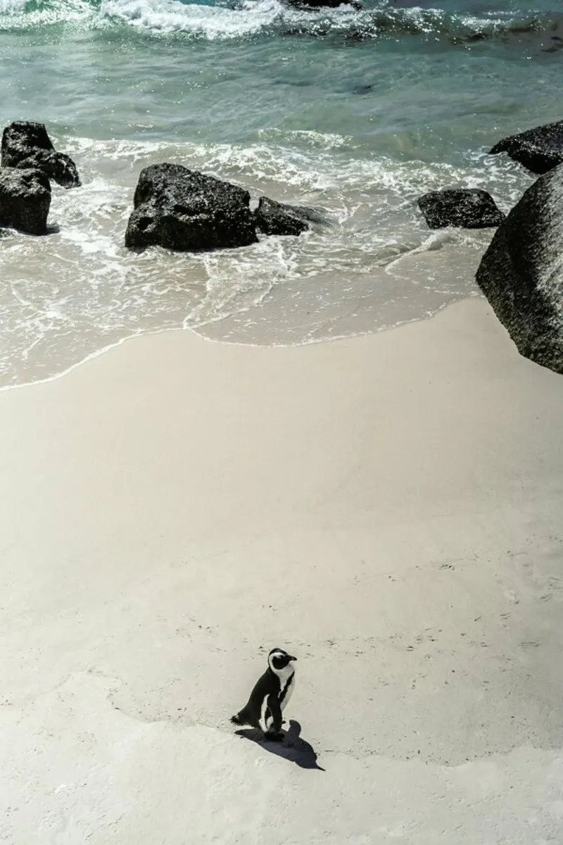 Solo Penguin pellicola backlit da Shot By Clint