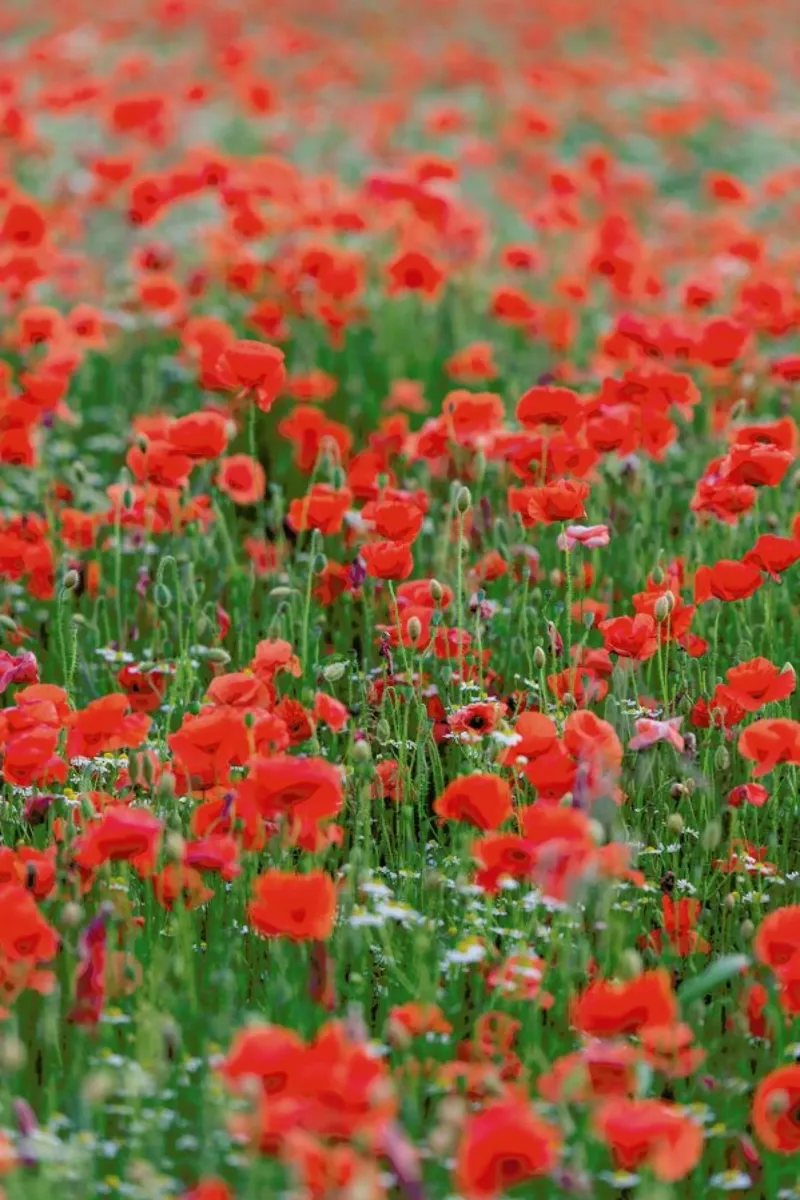 Poppy Field pellicola backlit da Curious Collections by Marielle Leenders