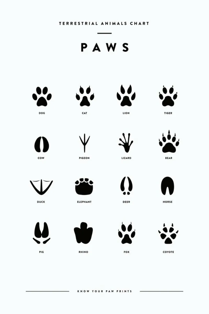 Paws chart plexiglass da daylight design studio