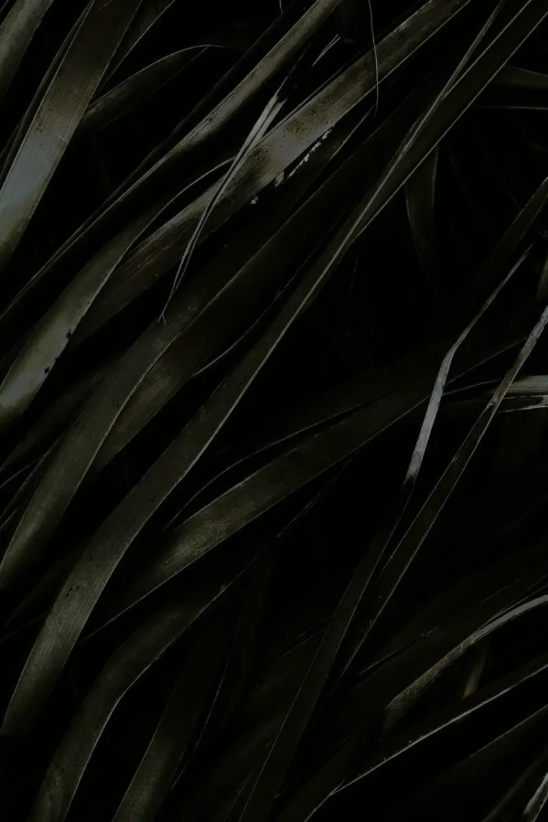 Black Palms pellicola backlit da Chris Abatzis
