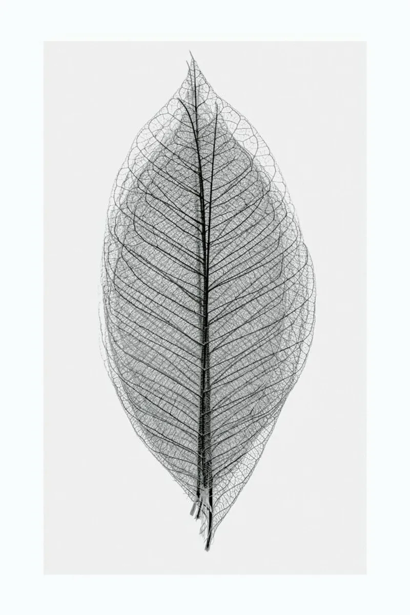 Skeleton of a Leaf pellicola backlit da Flora & Fauna