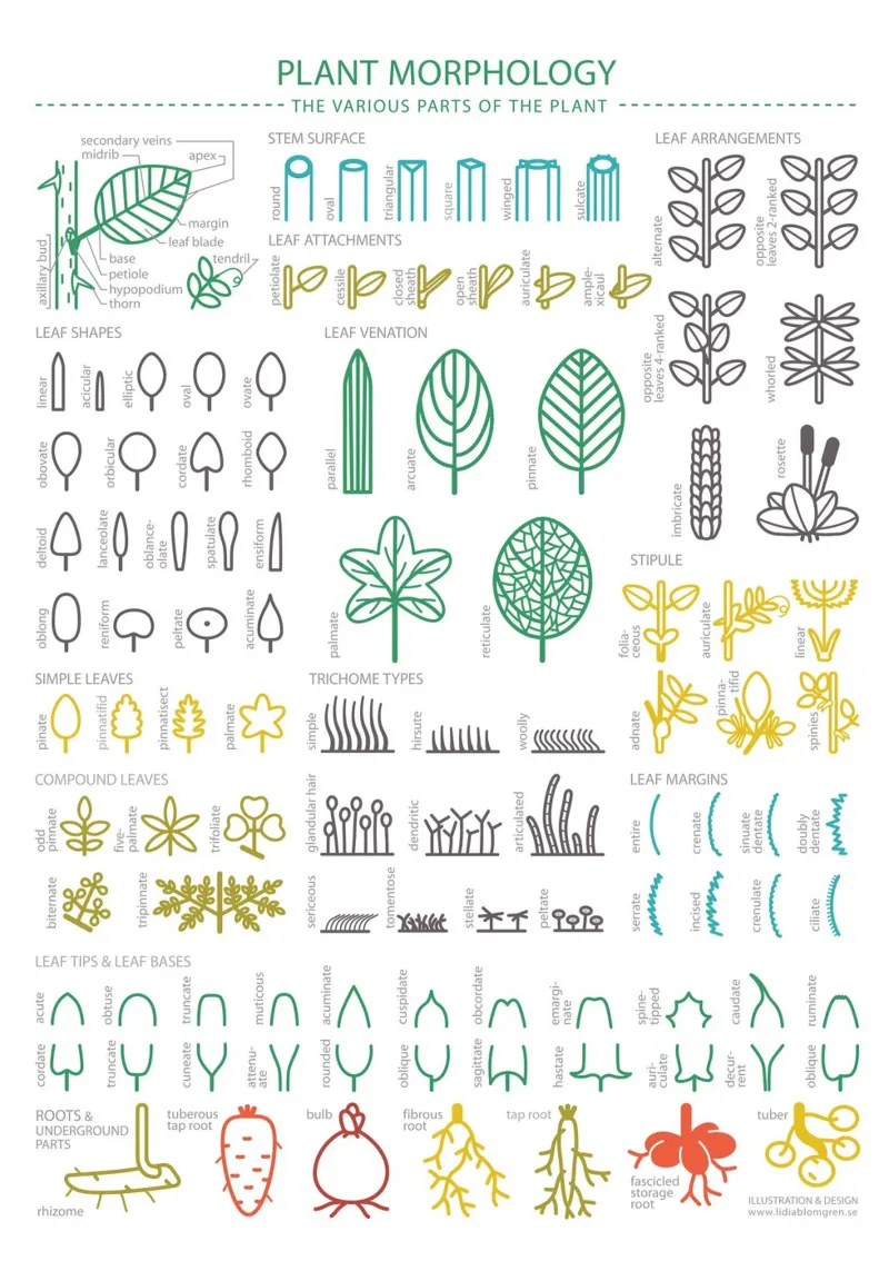 PLANT MORPHOLOGY - Die verschiedenen Teile der Pflanze Forex-Platte von Lidia Blomgren