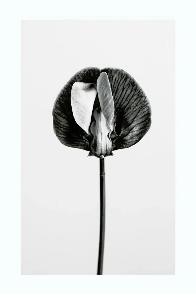 Strange Beauty V pellicola backlit da Flora & Fauna