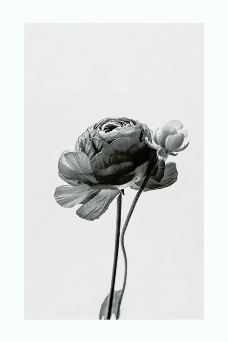 Flower in Grey pellicola backlit da Flora & Fauna