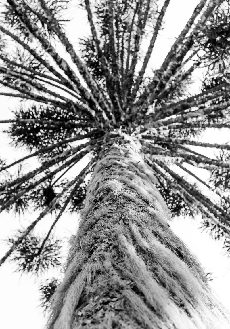 Araucaria #1 pellicola backlit da rafael campezato