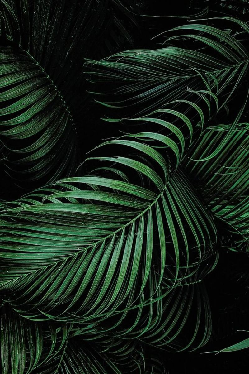 Feathered Palm Poster von Flora & Fauna