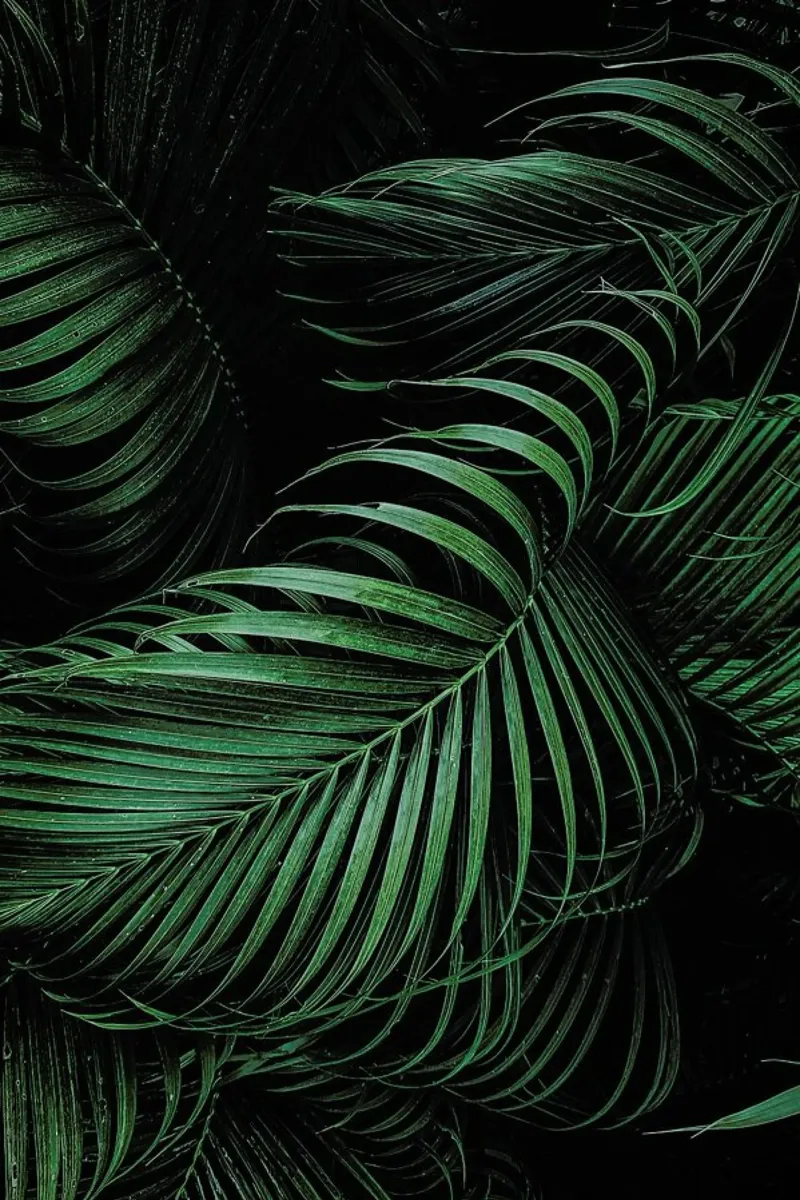 Feathered Palm pellicola backlit da Flora & Fauna