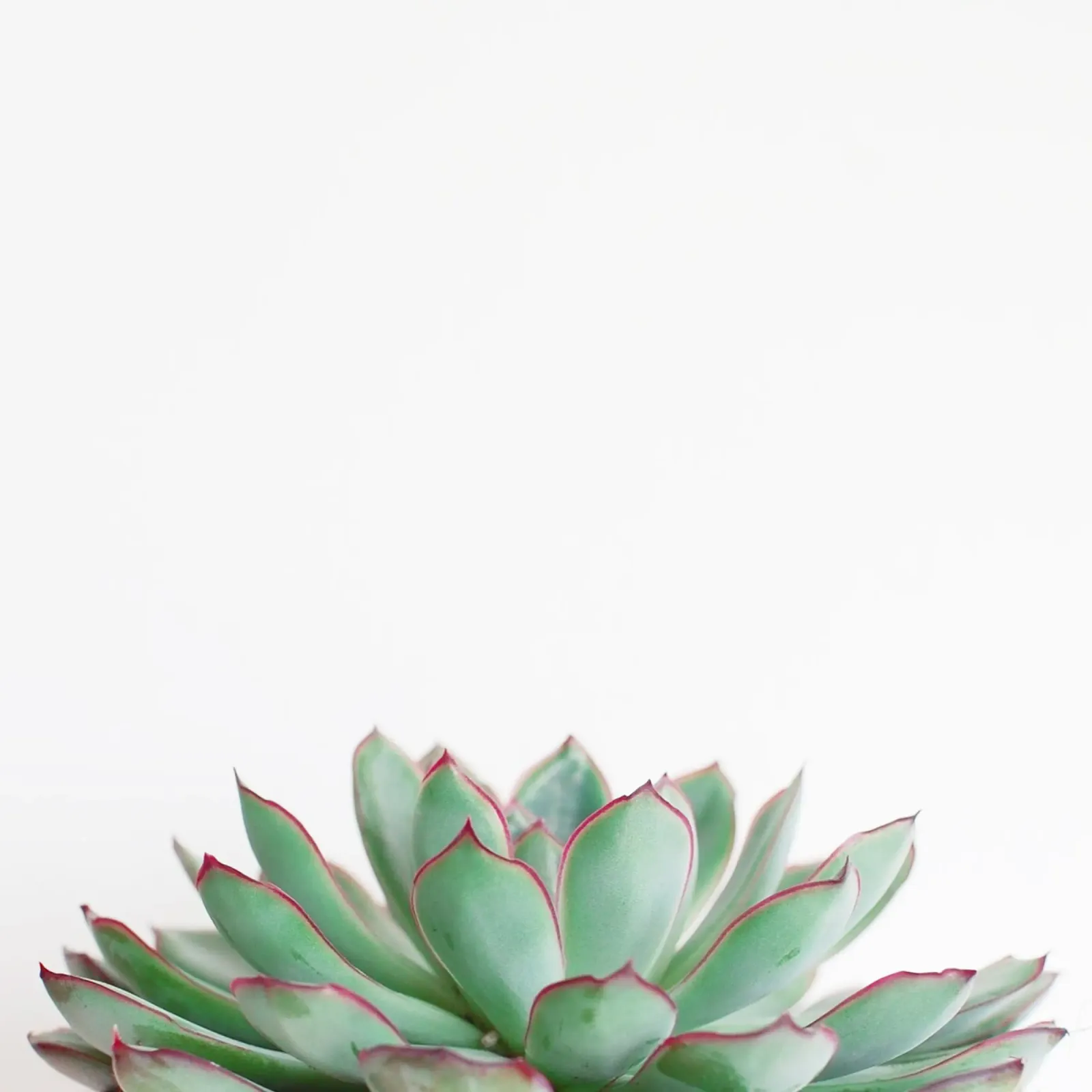 Echeveria pellicola backlit da Cassia Beck Photography
