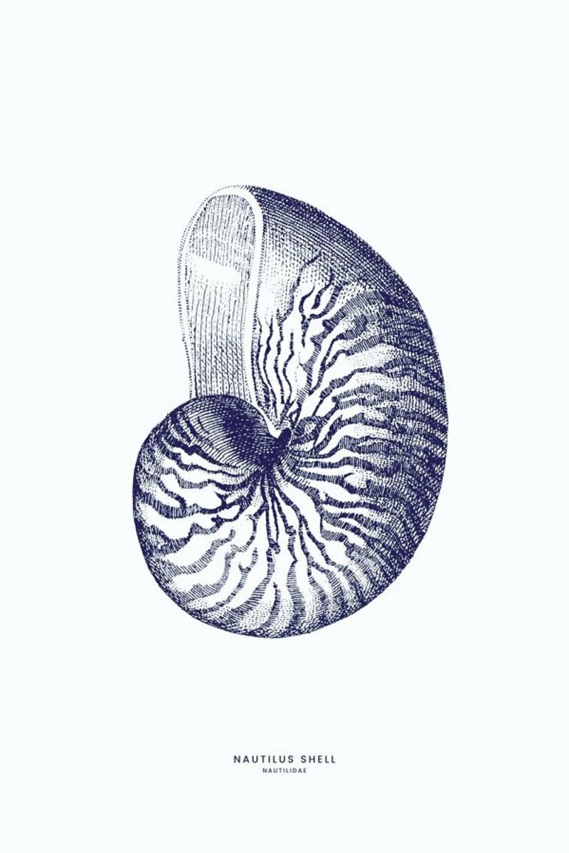 Nautilus Shell II poster da Flora & Fauna