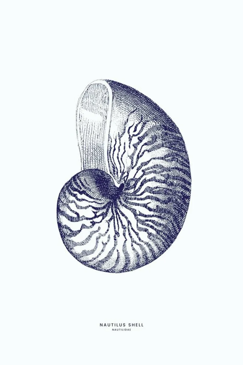 Nautilus Shell II carta hahnemühle da Flora & Fauna