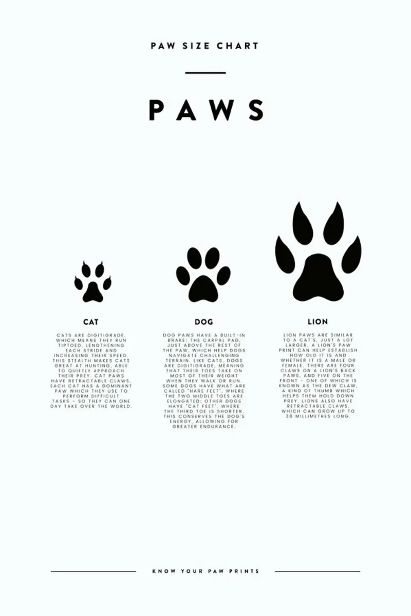 Animal sizing chart pellicola backlit da daylight design studio