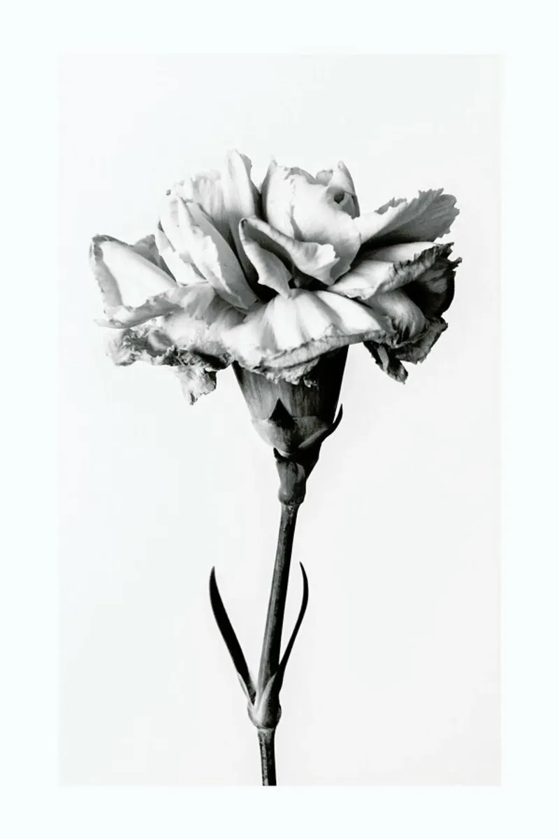 Carnation pellicola backlit da Flora & Fauna