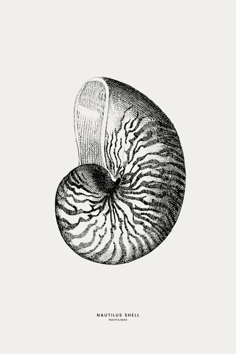 Nautilus Shell poster da Flora & Fauna