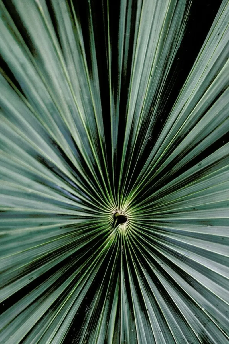 Spiral Palm pellicola backlit da Flora & Fauna