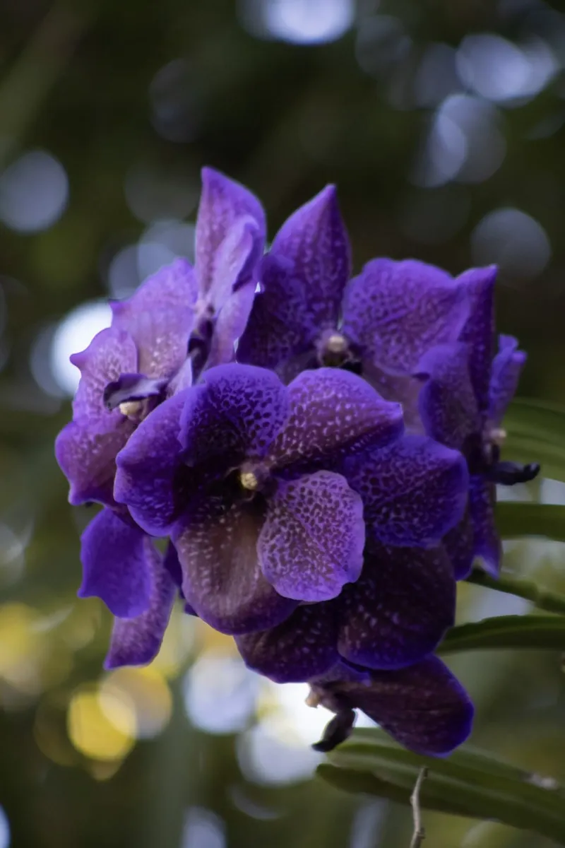 Orchidea viola alluminio dibond da Léa Lefebvre Photography