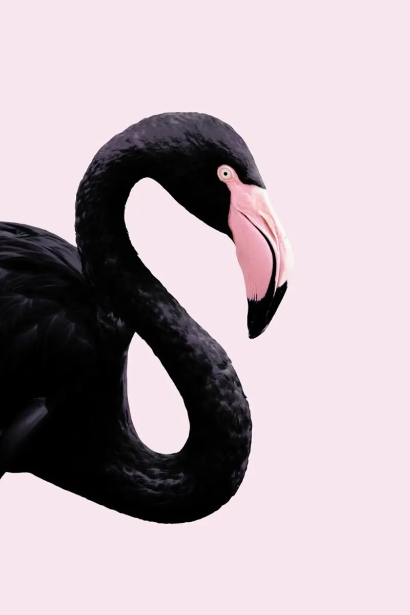 Black Flamingo hahnemühle by Paul Fuentes Design