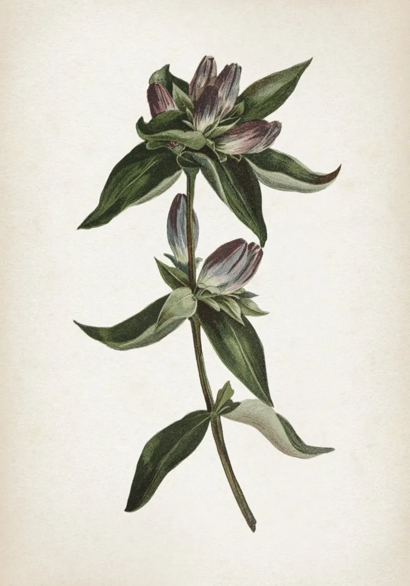 Vintage Curtis 1 Gentian pellicola backlit da Vintage Print Collection