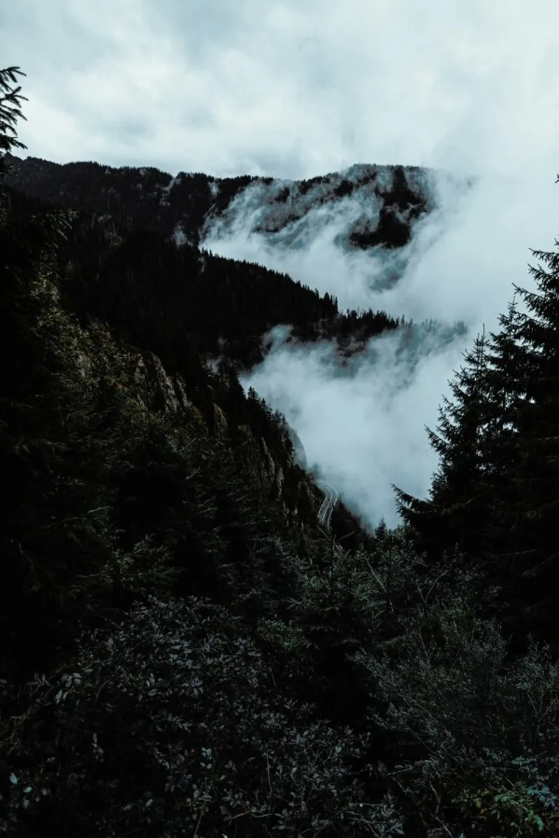 Misty Forest pellicola backlit da Sebastian Hilgetag