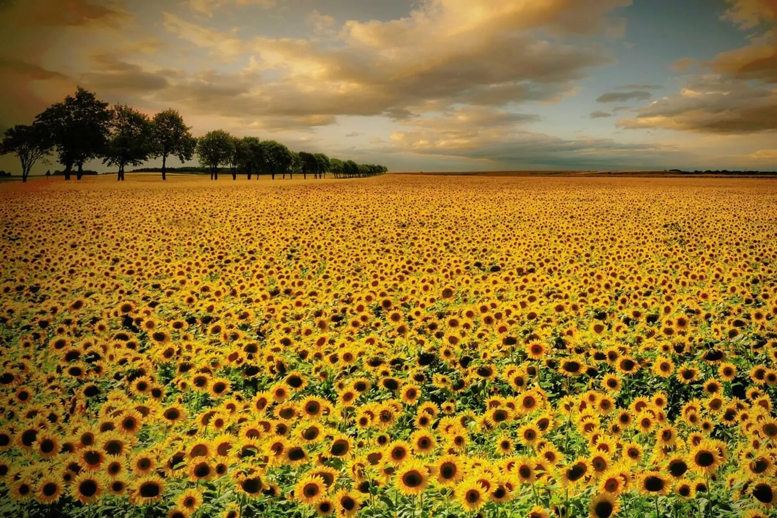 Sunflowers - Piotr Krol (Bax) carta hahnemühle da Pictufy