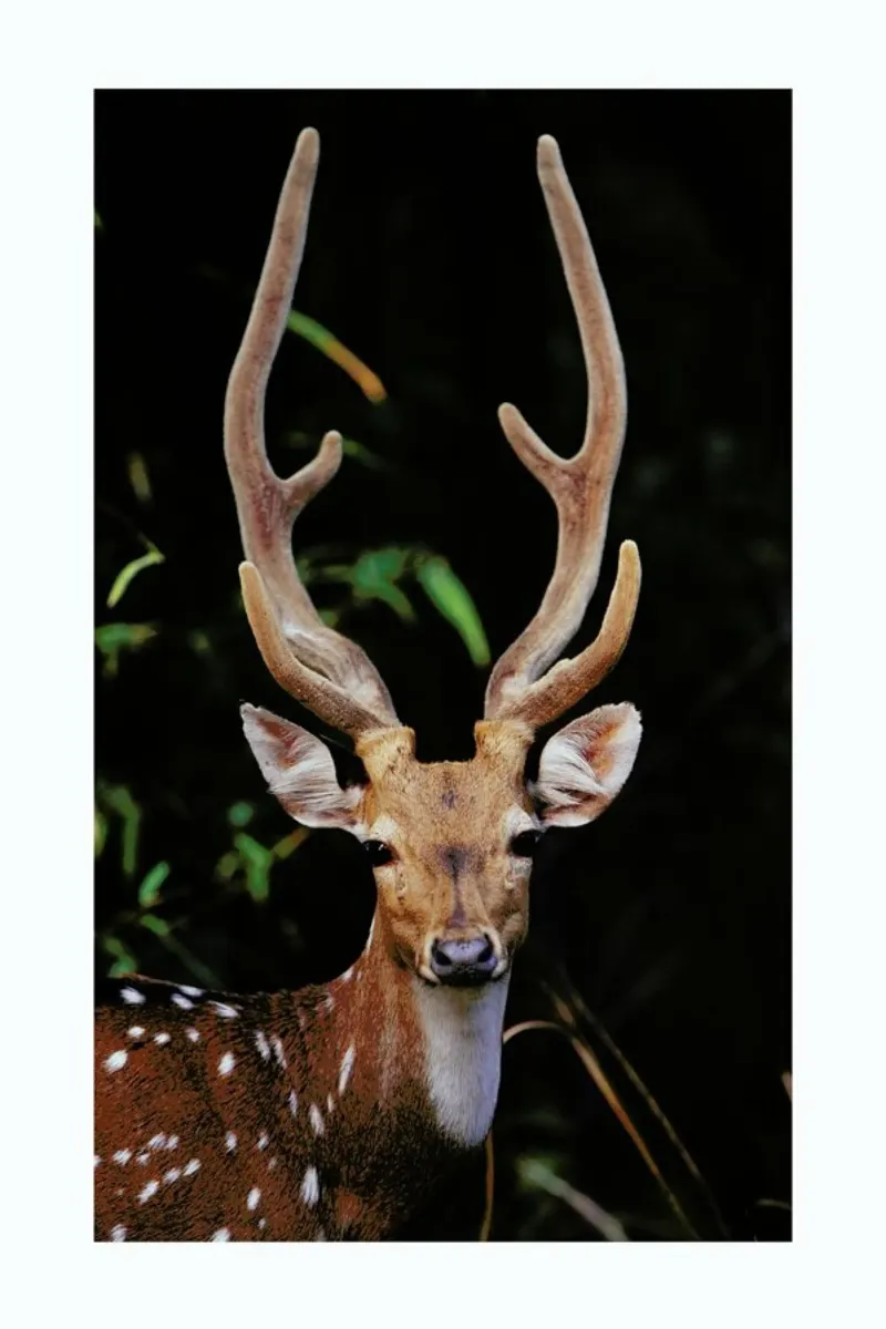 Forest Deer pellicola backlit da Natural Kingdom